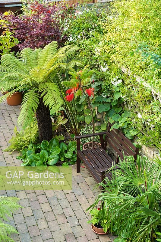 Aerial view of small town garden with plants chosen for their distinctive foliage including tree fern, bamboo, acer, bergenia, trachycarpus, rhus, Solanum laxum 'Album'and actinidia. Wooden bench. Block paving.
