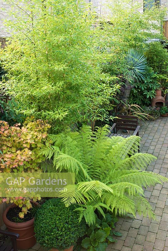 Small town garden with plants chosen for their distinctive foliage including tree fern, bamboo, acer, bergenia, box topiary and Fatsia japonica. Block paving.