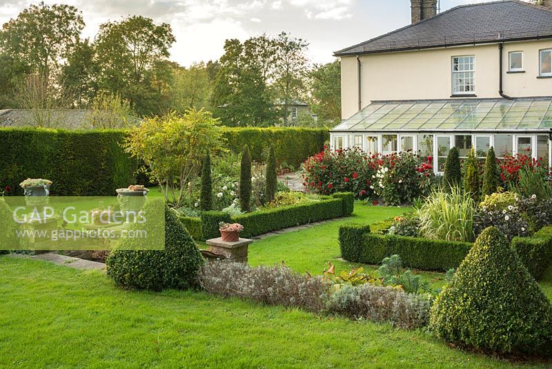 View of formal country house garden in late summer. Box edging and topiary, fastigiate yew trees trimmed to shape. Display of dahlias beside conservatory. Lead urns with echeverias.