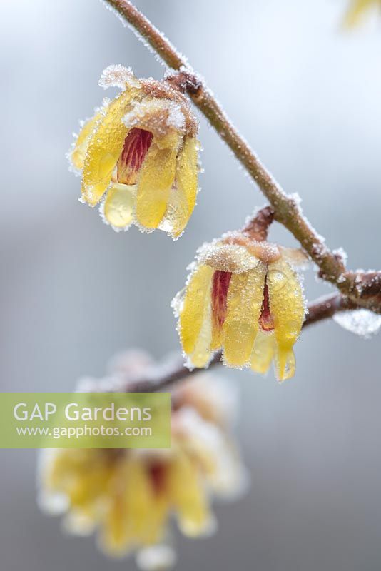 Chimonanthus praecox flowers in January with frost