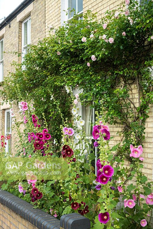 Small front garden with hollyhocks and Rosa 'New Dawn'