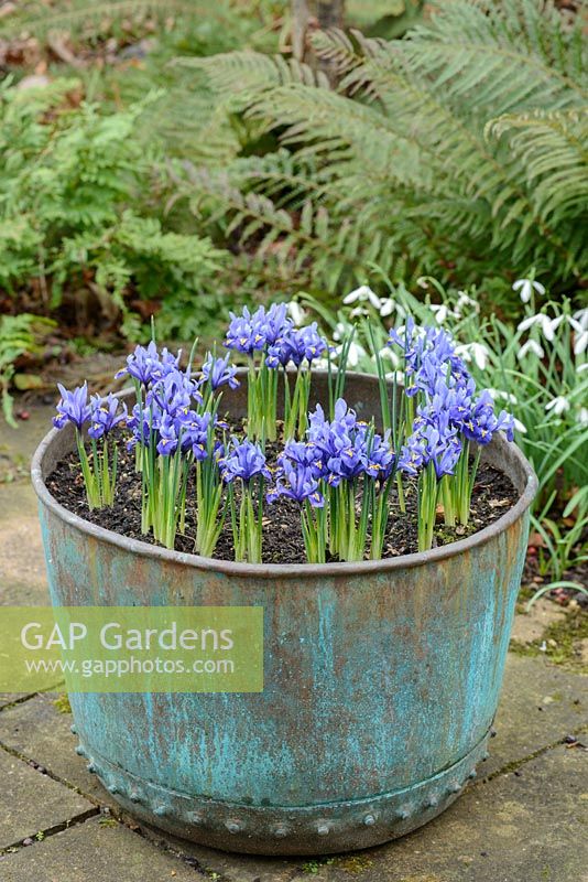 Antique copper verdigris tub with Iris reticulata 'Harmony'. Ferns and snowdrops in background. February