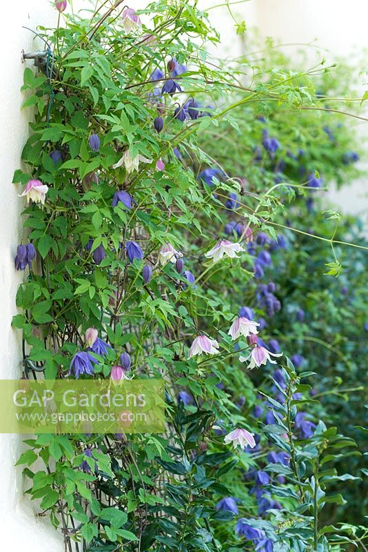 Clematis macropetala - pink and blue forms - growing together on a wall.