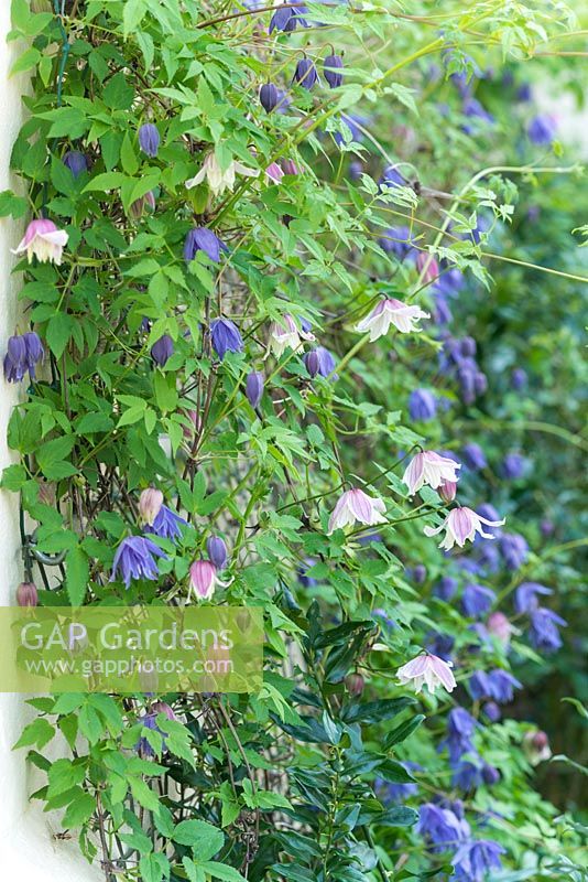 Clematis macropetala - pink and blue forms - growing together on a wall.
