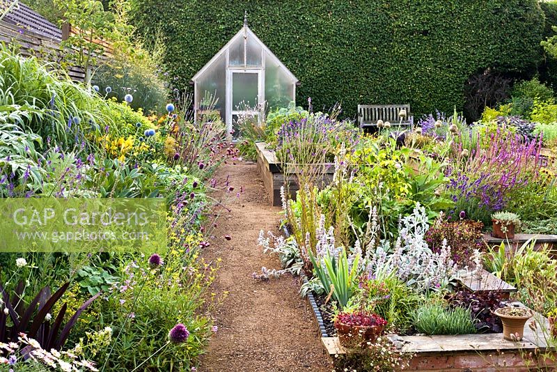 A path leads to a greenhouse through a double border planted with late summer flowering perennials including Linaria purpurea, Echinops 'Blue Globe', Allium sphaerocephalon, Salvia, daylily, Sedum, Heuchera, Stachys byzantina, Miscanthus 'Septemberrot'. Raised bed with herbs. The Coach House.