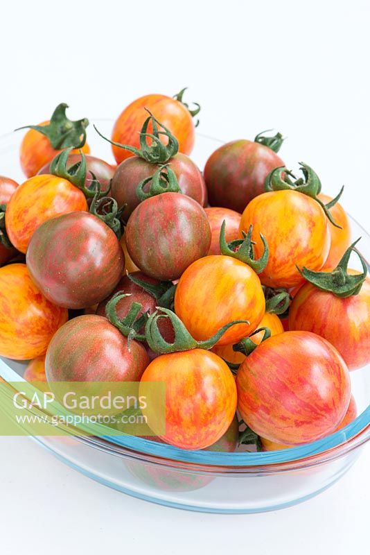 Tomato Pink, Golden and Purple Bumble Bee