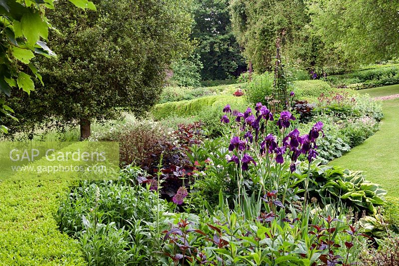 Looking west from the border near the stream. Lysimachia and Ligularia set off the iris, alliums and astrantia. Fawley House, North Cave, Yorkshire, UK. 