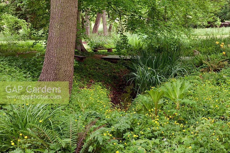 Looking along the natural spring which runs through the woodland garden, towards the trees at the bottom, where the spring joins the stream. Fawley House, North Cave, Yorkshire, UK. 
