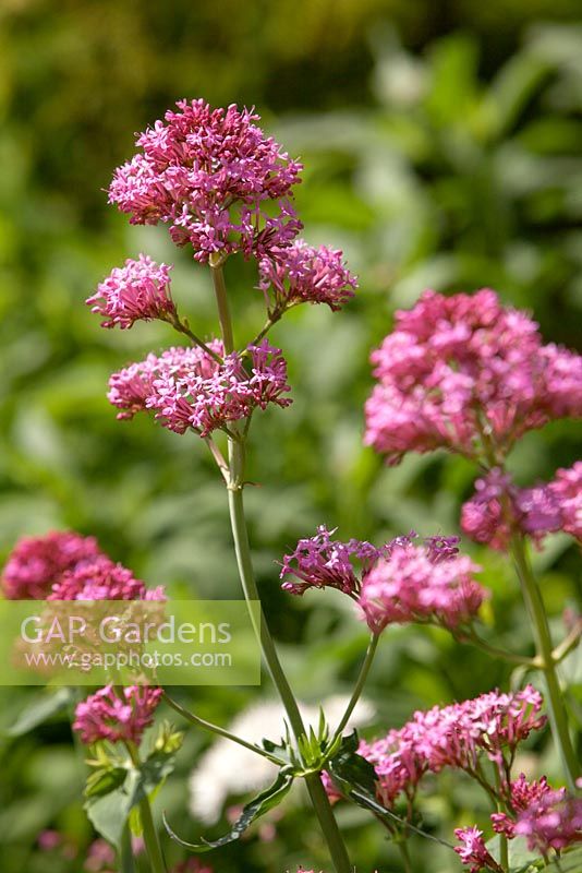 Centranthus ruber - Red Valerian. Fawley House, North Cave, Yorkshire, UK