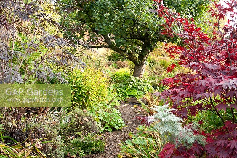 Autumn borders with mixed planting of perennials and shrubs including Acer palmatum 'Bloodgood' and Sambucus by gravel path leading to a mature Malus - Apple tree at Church View Appleby-in-Westmorland, Cumbria. The garden is open for The National Garden Scheme 