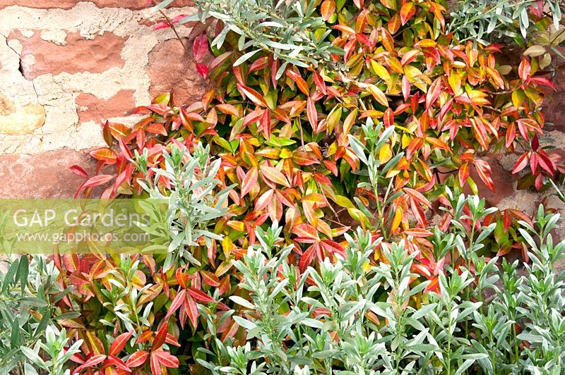 Trachelospermum jasminoides and the silver foliage of Convolvulus cneorum by brick wall 