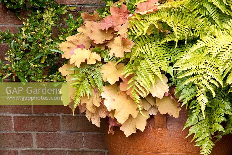 Decorative pot with Heuchera 'Caramel' and  Dryopteris erythrosora AGM - Japanese shield fern, Buckler fern by brick wall with trained Pyracantha. September