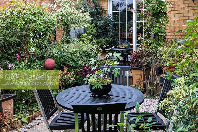 A town garden with seating area surrounded by containers and foliage plants: Cornus controversa, Sophora 'Sun King', Photinia and cotoneaster.