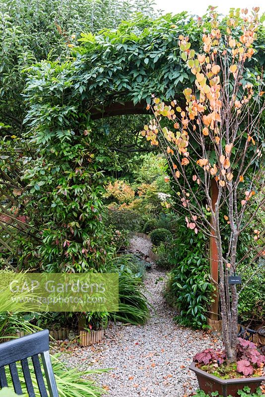 A gravel path with Cerciphyllum japonicum in a container and arch covered with Trachelospermum jasminoides and wisteria.