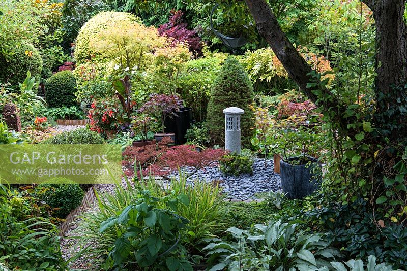 A Japanese style town garden with Acer 'Garnet', 'Winter Flame' in a black pot, 'Peve Dave', ' Linearilobum' with golden leaves and 'Verdi' with dome shaped pine.
