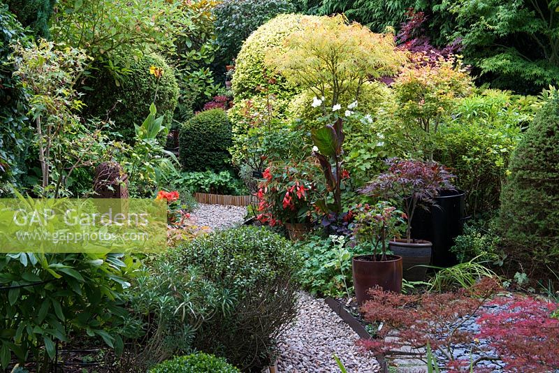 A lush town garden with cannas, begonia,  topiary yew and a container group planted with Acer 'Linearilobum', 'Peve Dave' and Winter Flame'.