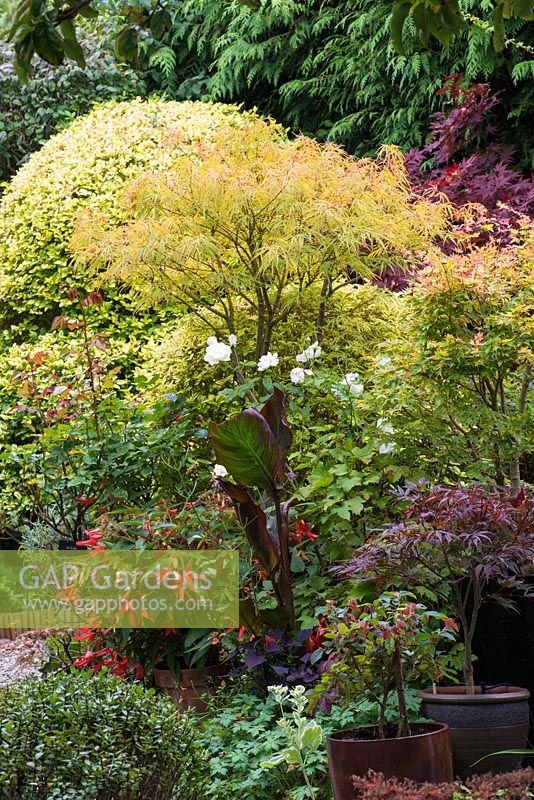 A container group planted with Acer 'Linearilobum', 'Peve Dave' and Winter Flame', roses, begonia and canna.