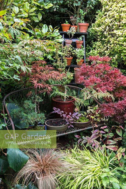 A metal garden bench with containers planted with Acer 'Shaina', bonsai Acer 'Trompenburg Red' - left red pinkish leaves, Acer 'Kotohime', bonsai juniper and Loropetalum chinensis.