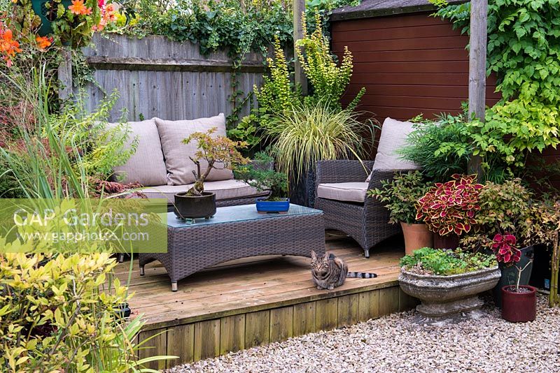 Tucked away in quiet corner at bottom of garden, between shed and greenhouse, a raised wooden deck with outdoor rattan furniture and tabby cat Trixie. Pots with bonsai trees, coleus and ornamental grasses.