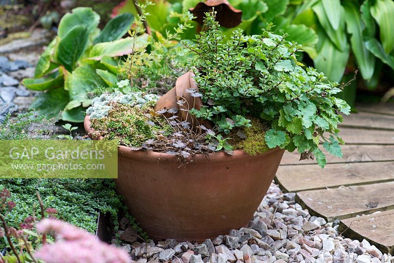 A terracotta container planted with alpines and geranium