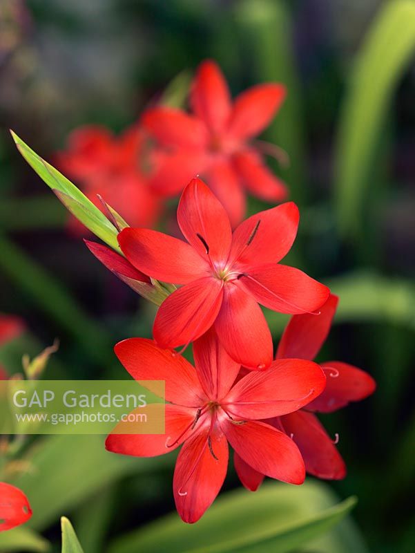 Schizostylis coccinea, Kaffir lily, a rhizomatous perennial bearing spikes of cup-shaped, scarlet flowers in autumn.