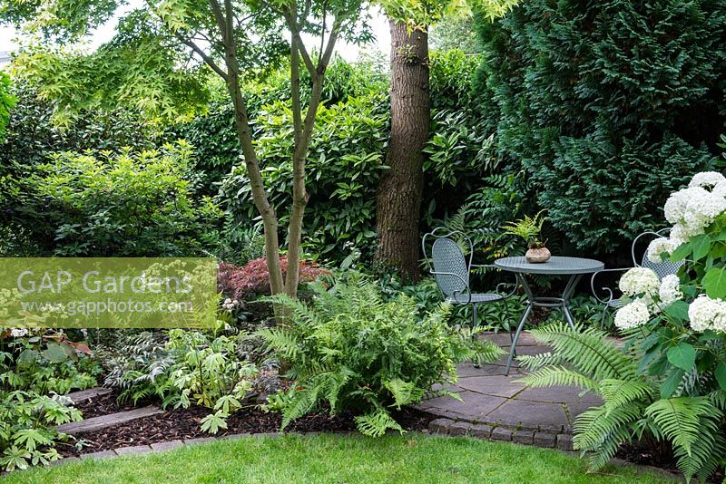 A secluded seating area with metal table and chairs surrounded with shade tolerant plants including over 30 types of fern also Acer, Laurus nobilis with white flowering Astrantia and Hydrangea. Left: Dryopteris affinis cristata The King. Right under hydrangea: Dryopteris wallichiana.