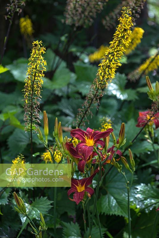 A colourful combination of yellow Ligularia The Rocket with daylily - Hemerocallis Blackberry Candy.