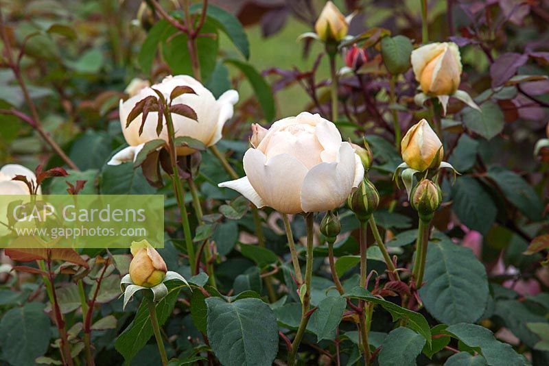 Rosa 'Jude the Obscure' - Scented rose