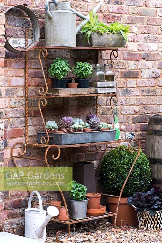 Wrought iron stand with pots of succeulents and basil. On right, pots of box and heuchera.
