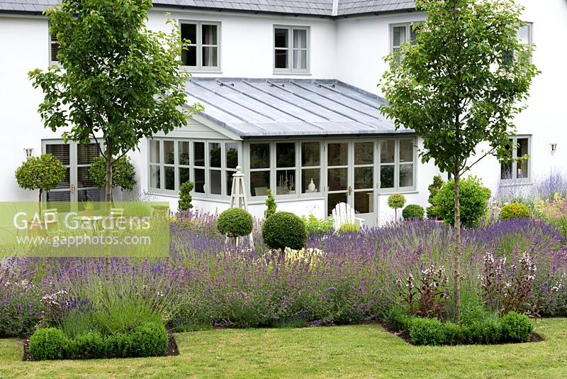 A summer garden with paths lined with catmint, massed plantings of lavender, privet standards and young Pyrus calleryana 'Chanticleer'.