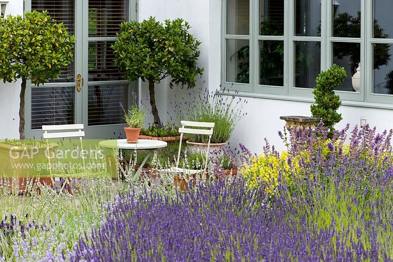 A summer garden with lavender border and patio seating area with bay trees in terracotta conatiners.