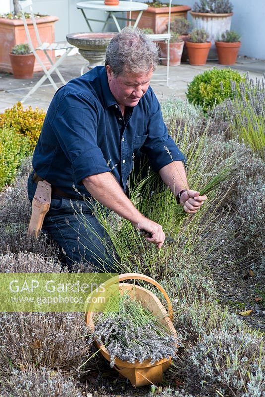 Terry Winters cutting back lavenders in early autumn.