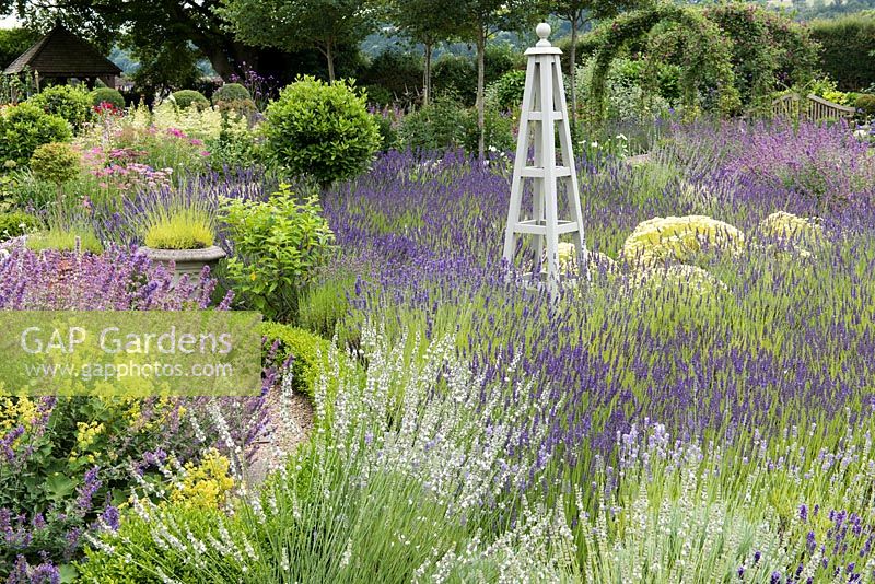 A summer garden with massed waves of lavender and beds of catmint, alchemilla and summer perennials.