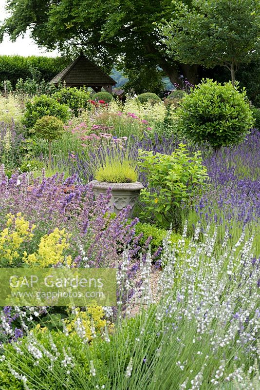 Viewed over waves of lavender, alchemilla and catmint, a gazebo tucked away in the shade of an old oak tree.
