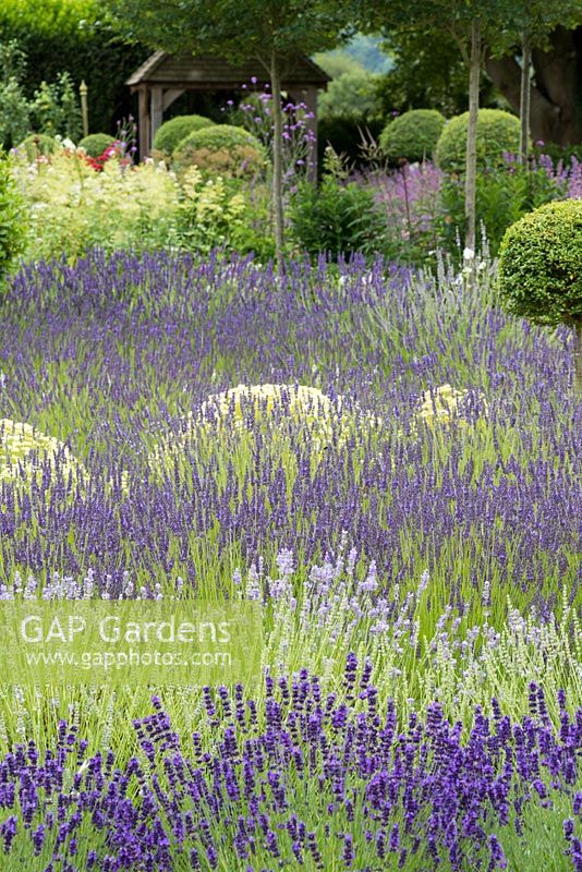 Waves of English lavender in a summer garden. From bottom: Lavandula 'Hidcote', 'Edelweiss', 'Blue Ice', 'Sussex' and 'Grosso'.