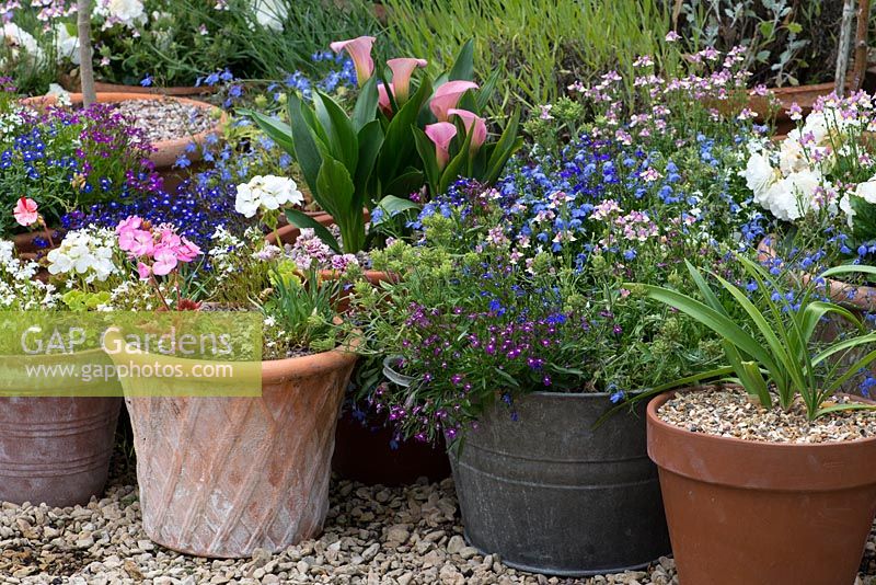 A container garden planted with diascia, calla lilies, lobelia and geraniums in terracotta pots and a recycled metal wash tub.