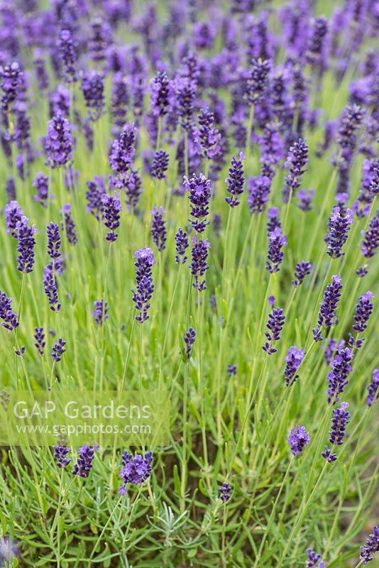 Lavandula angustifolia 'Hidcote', English lavender