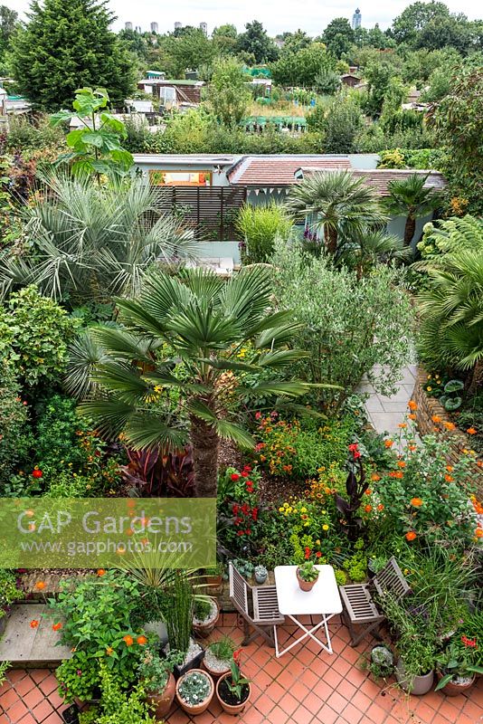 A tropical town garden - 18m long by 14m wide, planted with hot coloured perennials, olive and palm trees.