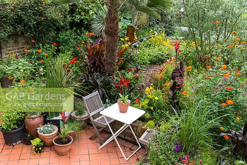 A tropical town garden with seating area surrounded by hot borders planted with Tithonia, canna, rudbeckia and zinnia under a Trachycarpus wagnerianus palm.