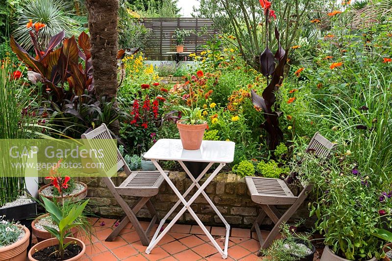 A tropical town garden with seating area surrounded by a hot border planted with Tithonia, canna, lobelia and zinnia under a Trachycarpus wagnerianus palm.