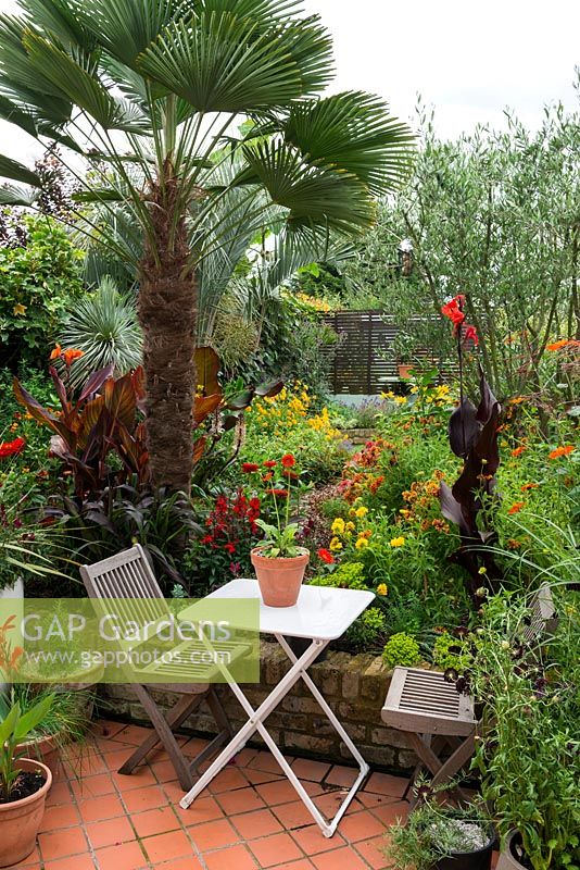 A tropical town garden with seating area surrounded by a hot border planted with Tithonia, canna, rudbeckia and zinnia under a Trachycarpus wagnerianus palm.