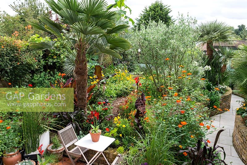 A tropical town garden with seating area surrounded by a hot border planted with Tithonia, canna and zinnia. The trees include Trachycarpus wagnerianus, Chamaerops humilis, Butia capitata and Olea europea.