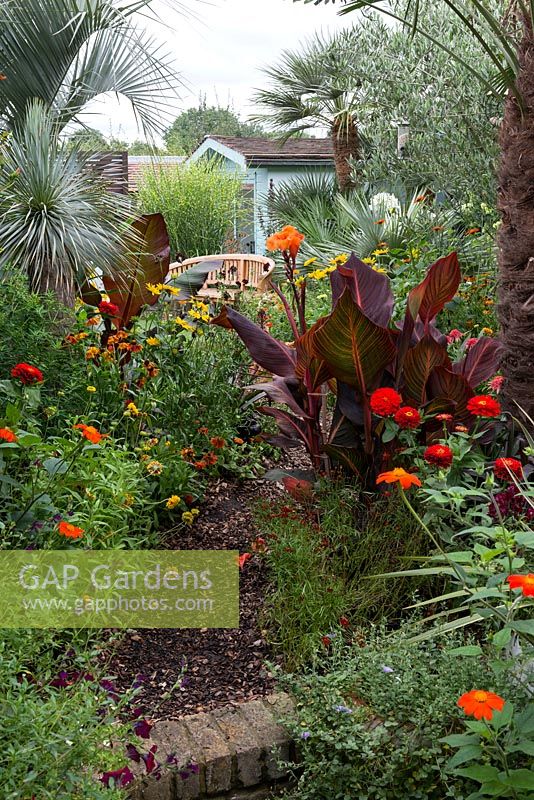 A tropical town garden with hot borders planted with tithonia, canna, rudbeckia and Zinnia, with olive tree and palms behind.