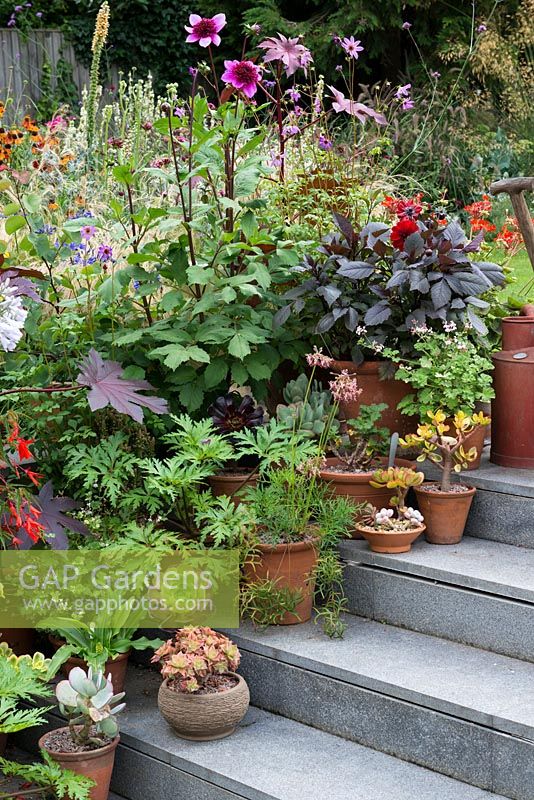 Colourful late summer border and containers with Begonia boliviensis, Dahlia 'Blue Bayeux', Ricinus communis, crassula and aeonium.