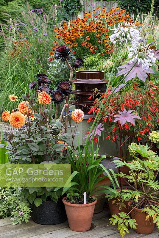 A late summer container group with Dahlia 'David Howard', Agapanthus 'Windor Grey', Aeonium 'Zwartkop' and Begonia boliviensis.