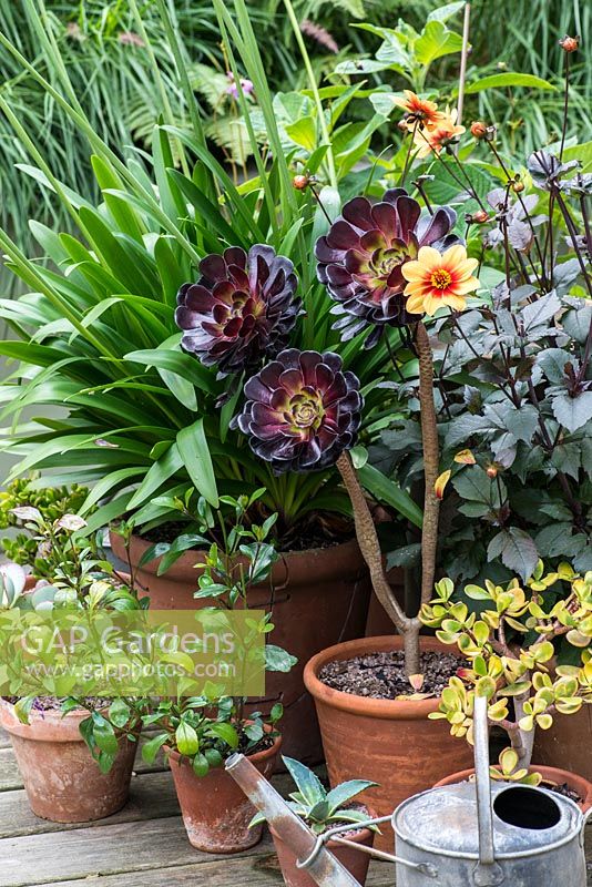A late summer container group with Aeonium 'Zwartkop', Dahlia 'Moonfire' and Eucomis.