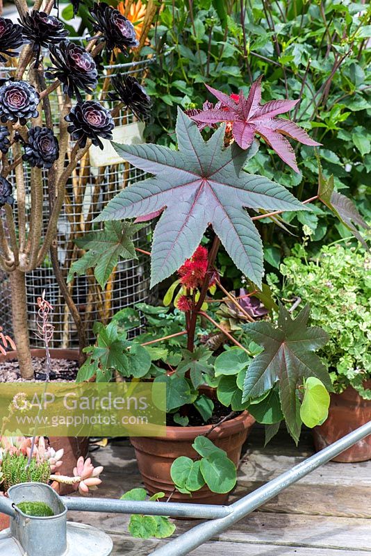 An exotic container group with Ricinus communis and Aeonium 'Zwartkop'