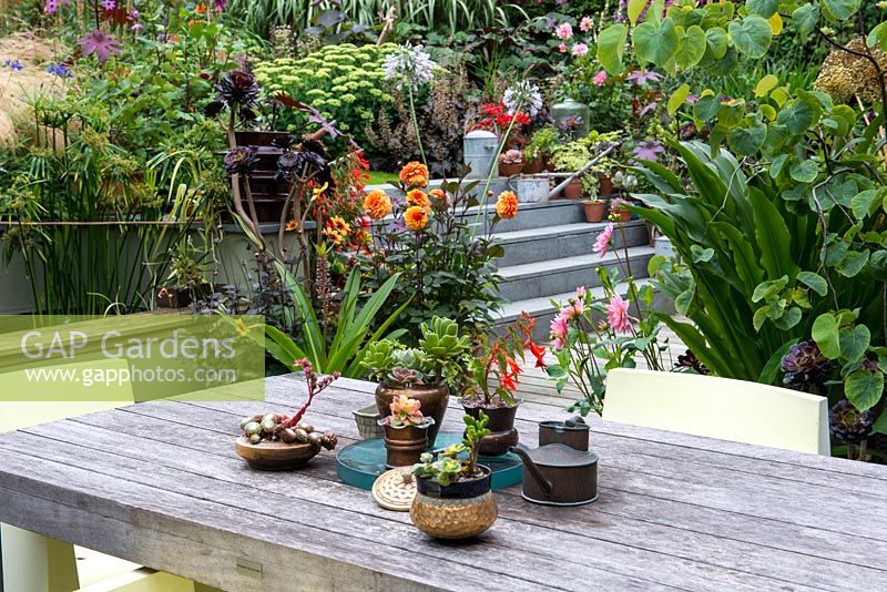 A table top collection of recycled containers with Begonia boliviensis and succulents, surrounded by exotic containers with dahlias, aeonium, eucomis and katsura.