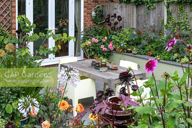 A patio seating area with contemporary garden furniture surrounded by colourful raised borders with dahlia, ahapanthus, ricinus, aeonium and katsura.