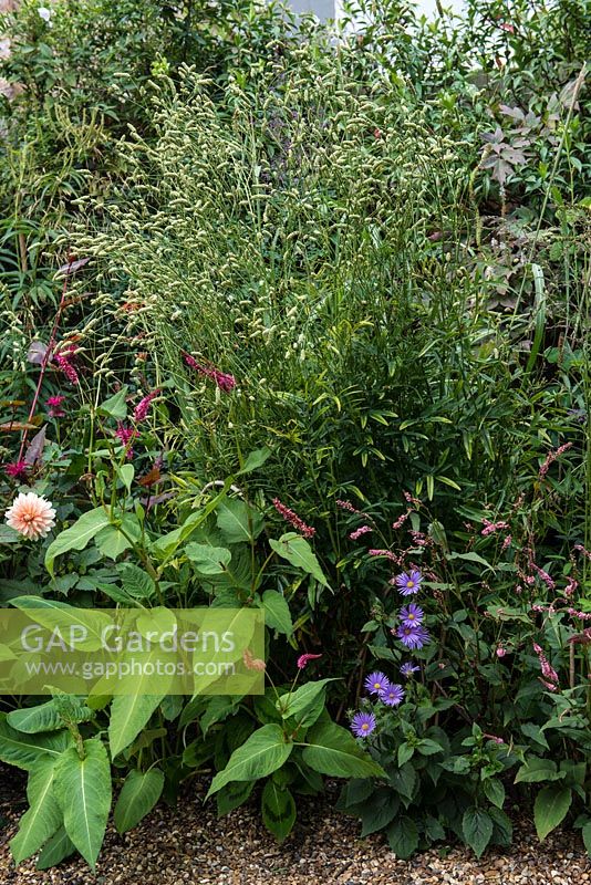 Planting combination of Persicaria amplexicaulis 'Firetail' and 'Rosea', Aster peduncularis and Sanguisorba 'Burr Blanc'.